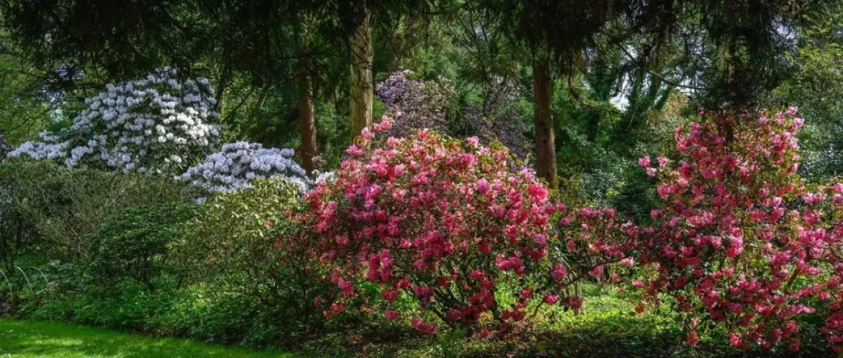 Myriam Luckx - Arboretum Kalmthout