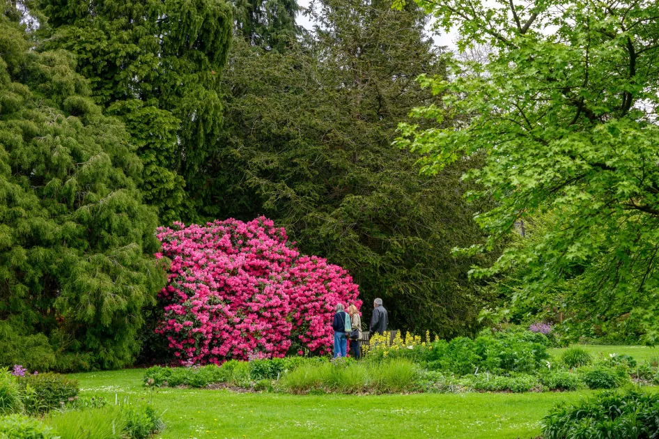 L’Arboretum de Kalmthout