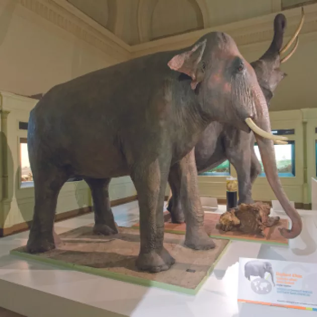 B1.éléphant d'asie