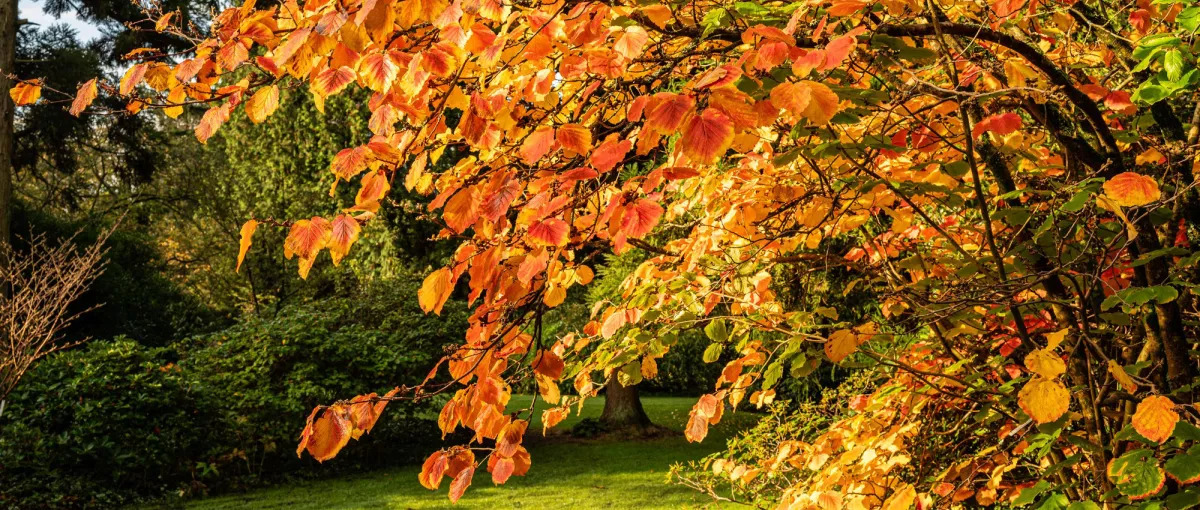 Arboretum Kalmthout