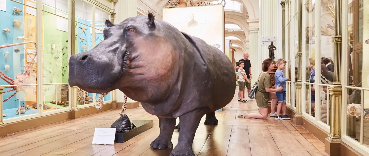 Natuurhistorisch Museum en Vivarium Doornik