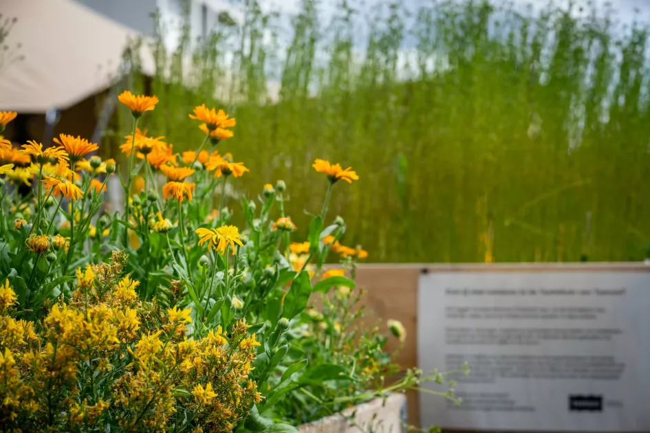 Le jardin de Texture
