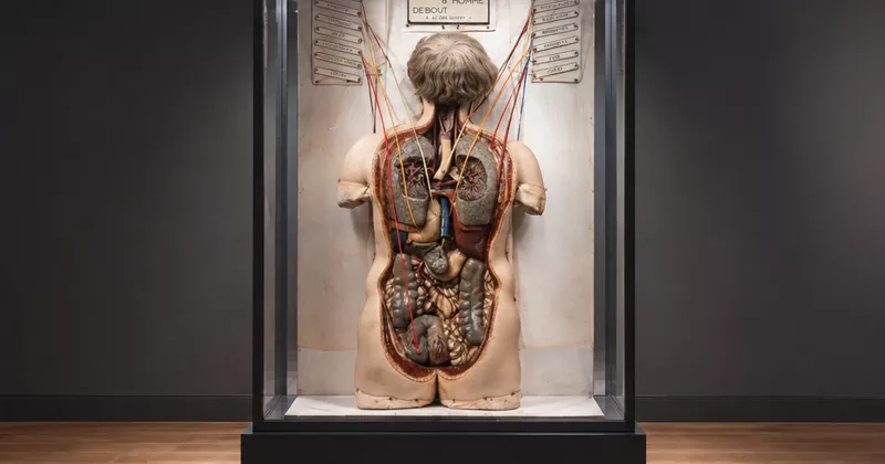 Het anatomische wassen figuur uit de 19e eeuw
